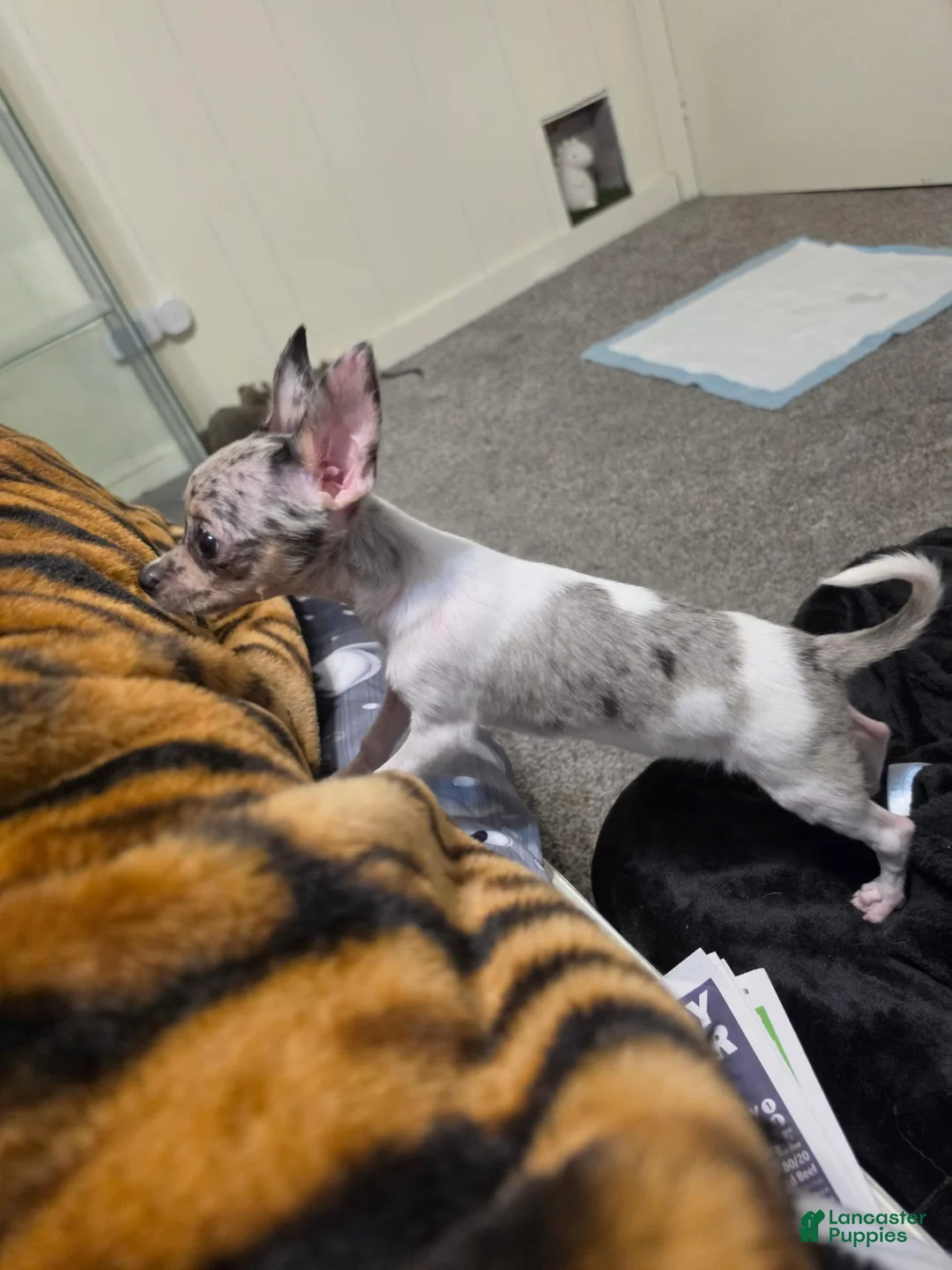 Chihuahua dogs for sale: Tamale - Ad 5