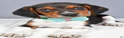 Beagle dogs for sale: Odell - Ad 7
