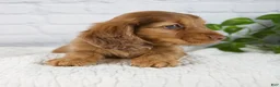Miniature Dachshund dogs for sale: Faith - Ad 3