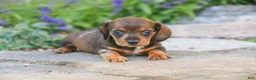 Miniature Dachshund dogs for sale: Maxine Miniature Dachshund  - Ad 8