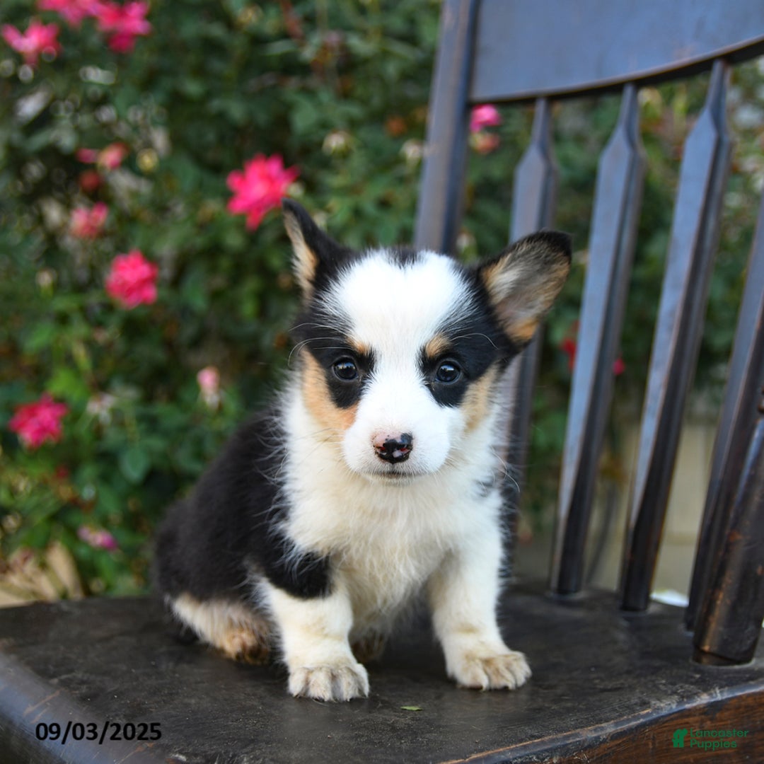 Welsh Corgi Pembroke dogs for sale: Cecil - Ad 2