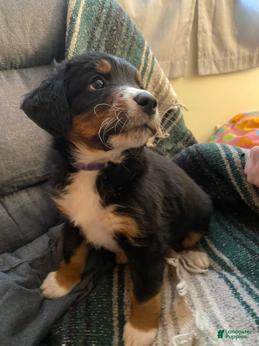 Bernedoodle dogs for sale: Bernedoodle Puppy 1 - Ad 7