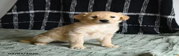 Golden Retriever dogs for sale: Benji - Ad 2