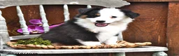 Australian Shepherd dogs for sale: Zella - Ad 3