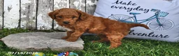 Goldendoodle dogs for sale: Chad - Ad 5