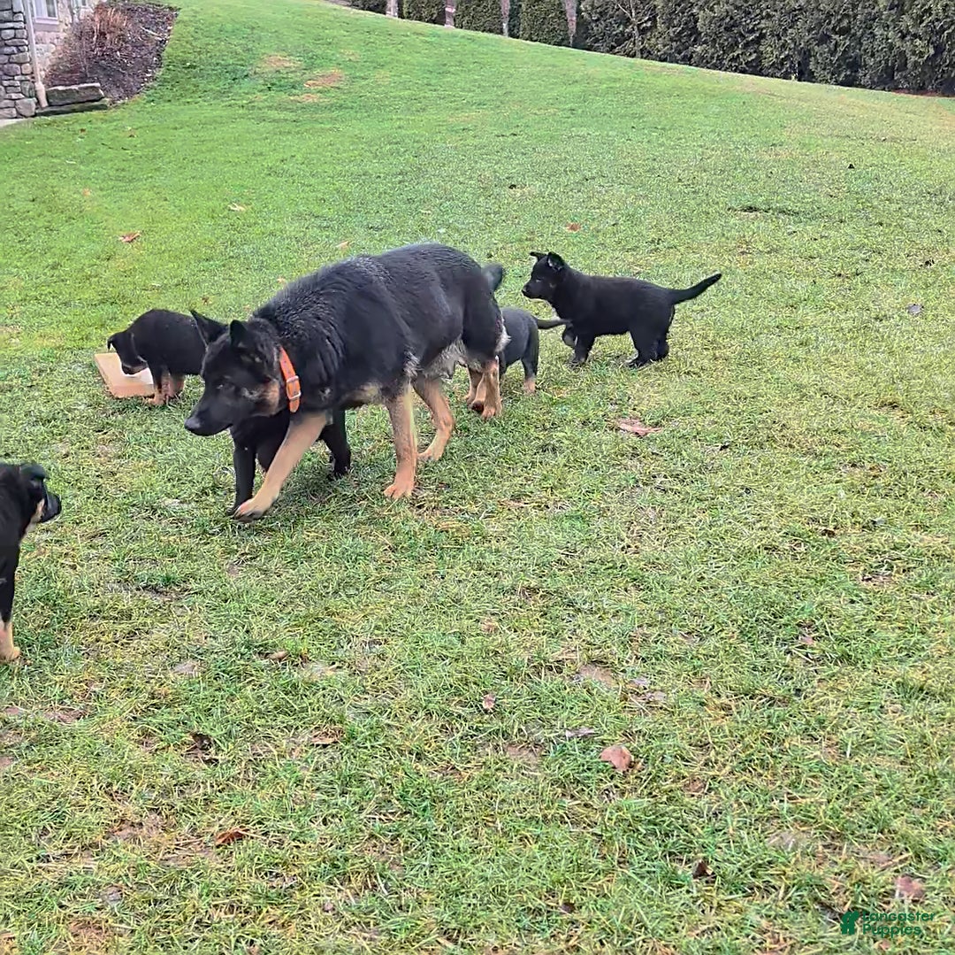 German Shepherd dogs for sale: Buddy - Ad 4