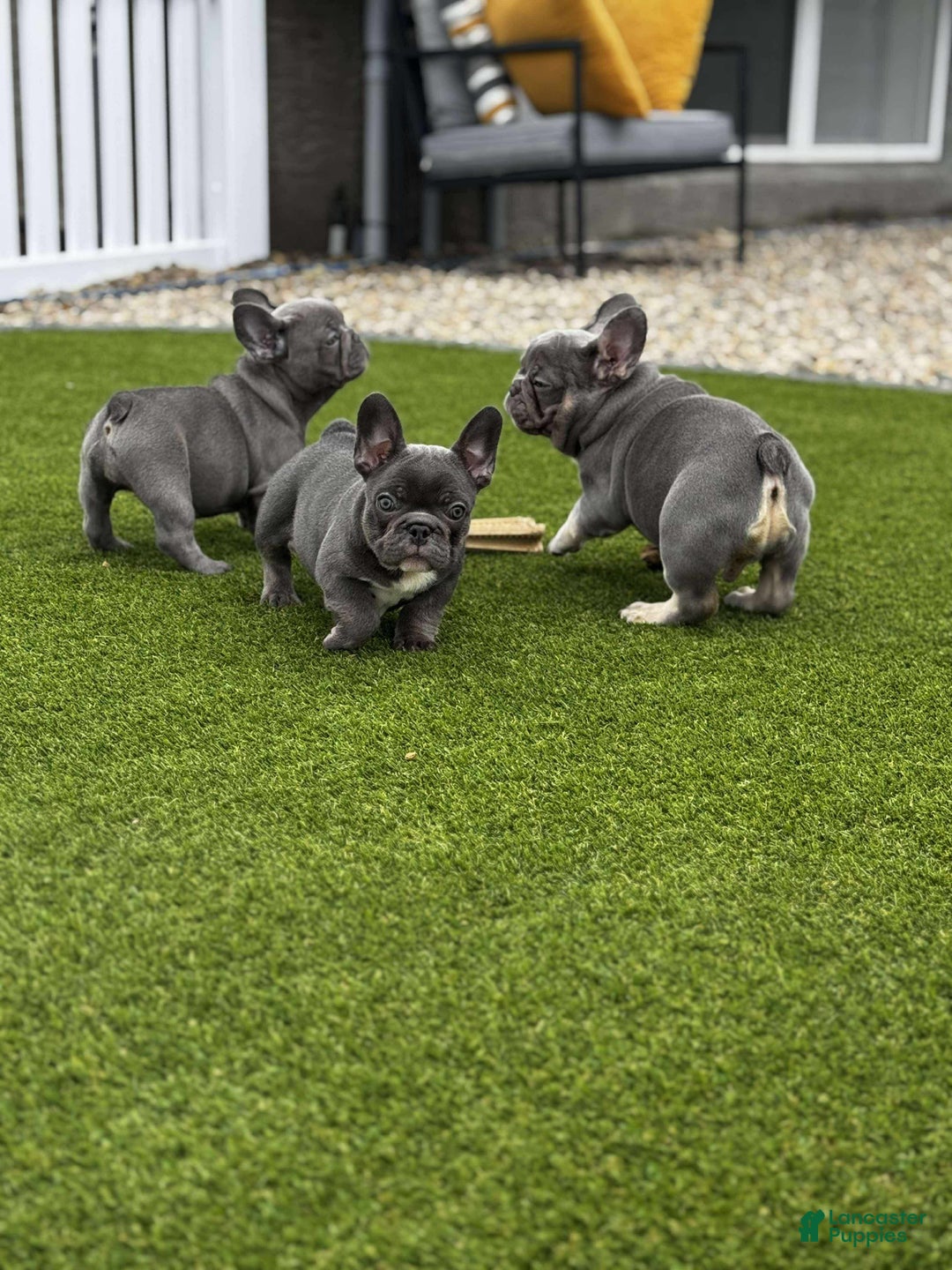 French Bulldog dogs for sale: French Bulldog Puppy 1 - Ad 2