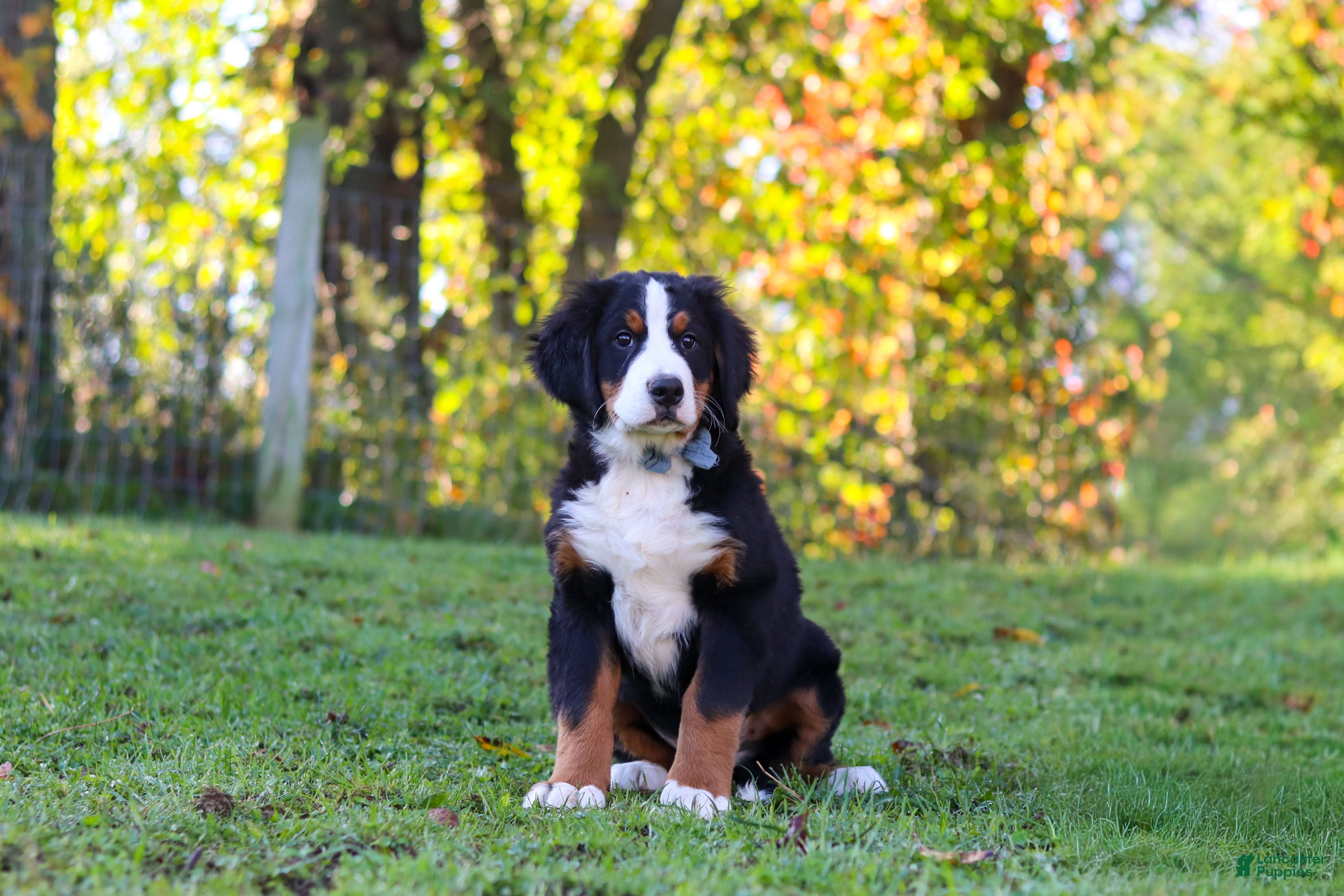 Sammy (Bernese, Male) in Sugarcreek, OH