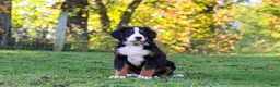 Bernese Mountain Dog dogs for sale: Sammy - Ad 1
