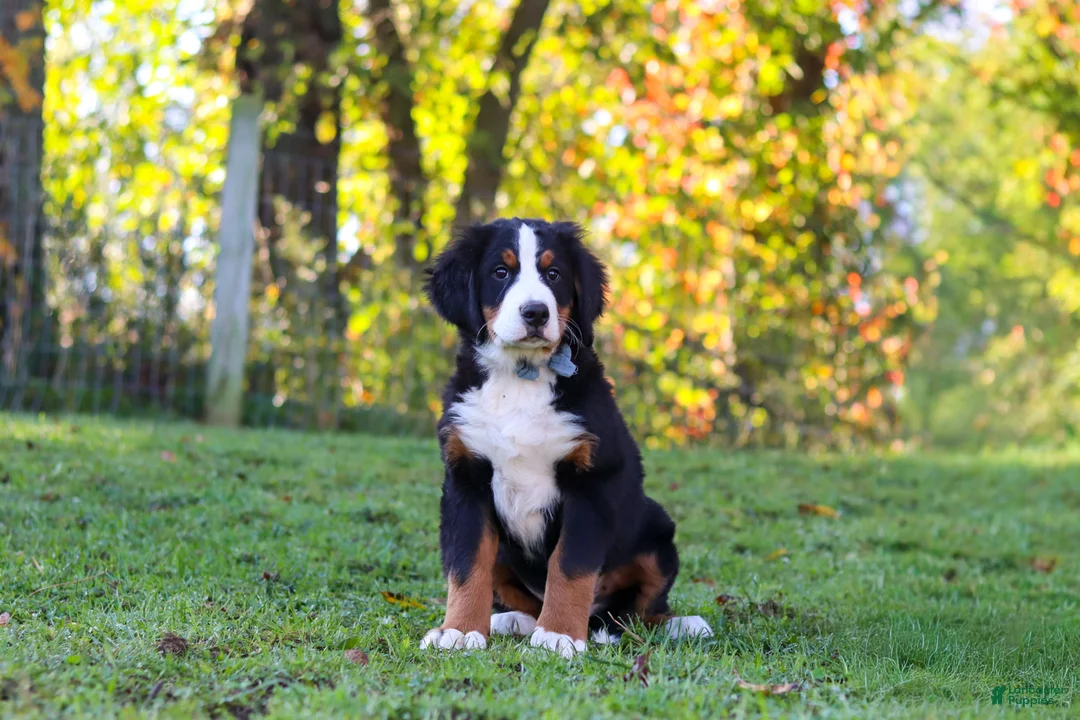 Bernese Mountain Dog dogs for sale: Sammy - Ad 1