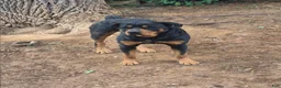 Mixed Breed dogs for sale: Mixed Breed 3 - Ad 4