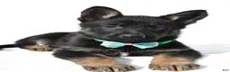 German Shepherd dogs for sale: Lyndon - Ad 4
