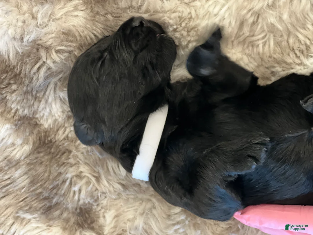 Giant Schnauzer dogs for sale: Eleanor  - Ad 4