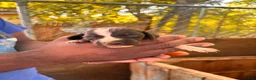 German Shorthaired Pointer dogs for sale: German Shorthaired Pointer 3 - Ad 2