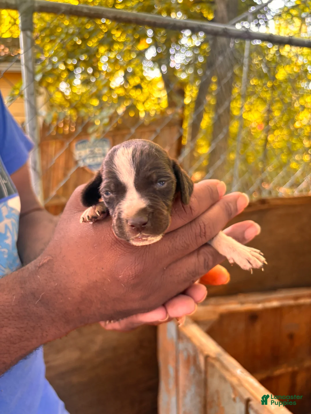 German Shorthaired Pointer dogs for sale: German Shorthaired Pointer 3 - Ad 2