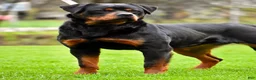 Rottweiler dogs for sale: Sheru Rottweiler - Ad 2