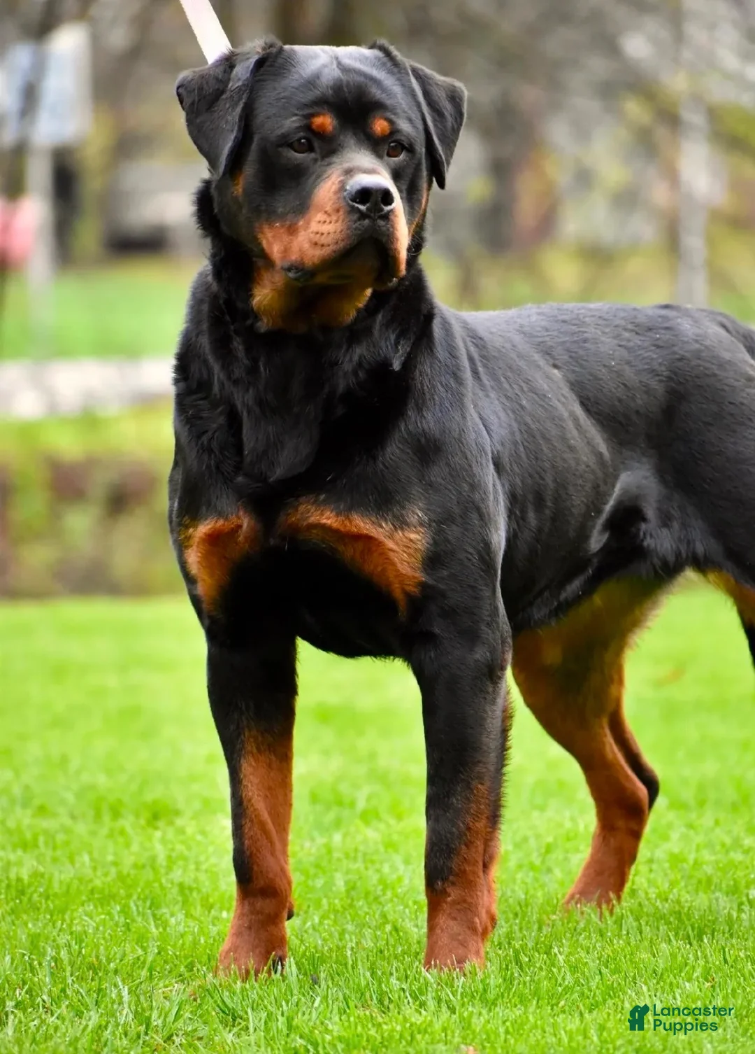 Rottweiler dogs for sale: Sheru Rottweiler - Ad 2