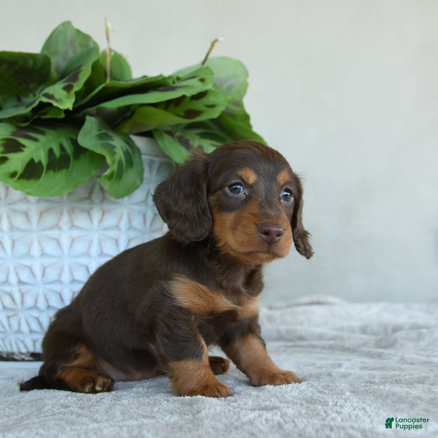 Dachshund dogs for sale: Whisper - Ad 3