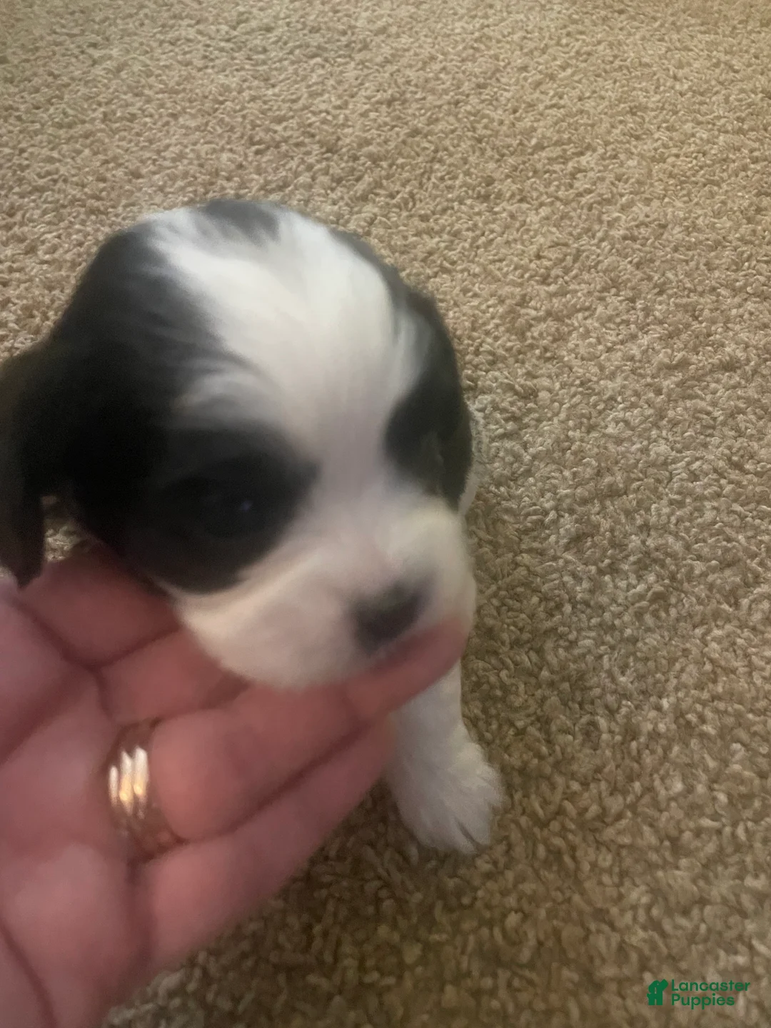 Mixed Breed dogs for sale: Brutus - Ad 6