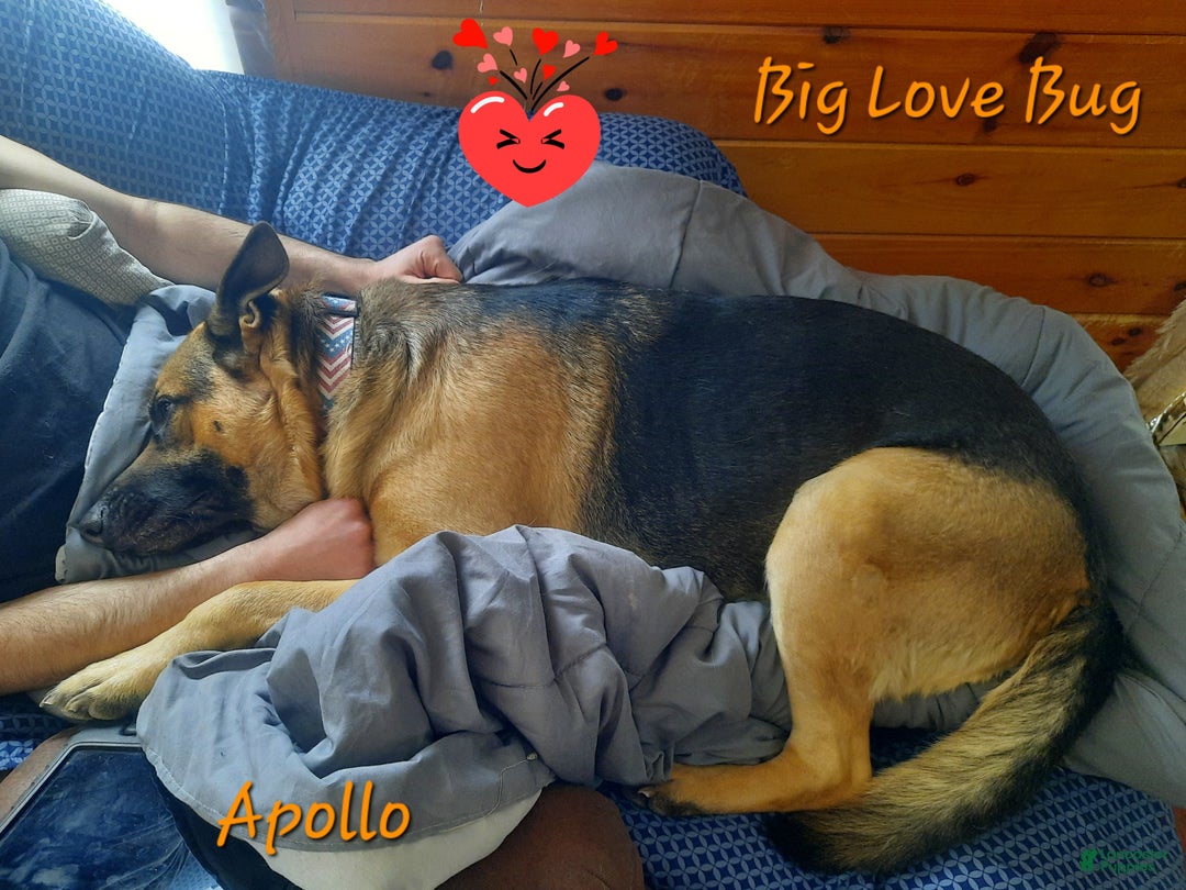 German Shepherd dogs for sale: Diamond - Ad 45