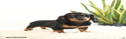 Miniature Dachshund dogs for sale: Raven - Ad 2