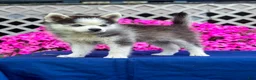 Pomsky dogs for sale: Scout - Ad 4