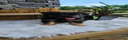 German Shepherd dogs for sale: German Shepherd 2 - Ad 4