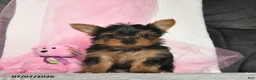 Yorkshire Terrier dogs for sale: Lizzy  - Ad 3
