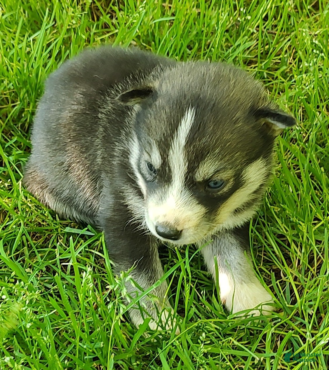 Siberian Husky dogs Sonya's female 3 - Ad 39