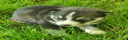 Siberian Husky dogs for sale: Sonya's female 3 - Ad 12