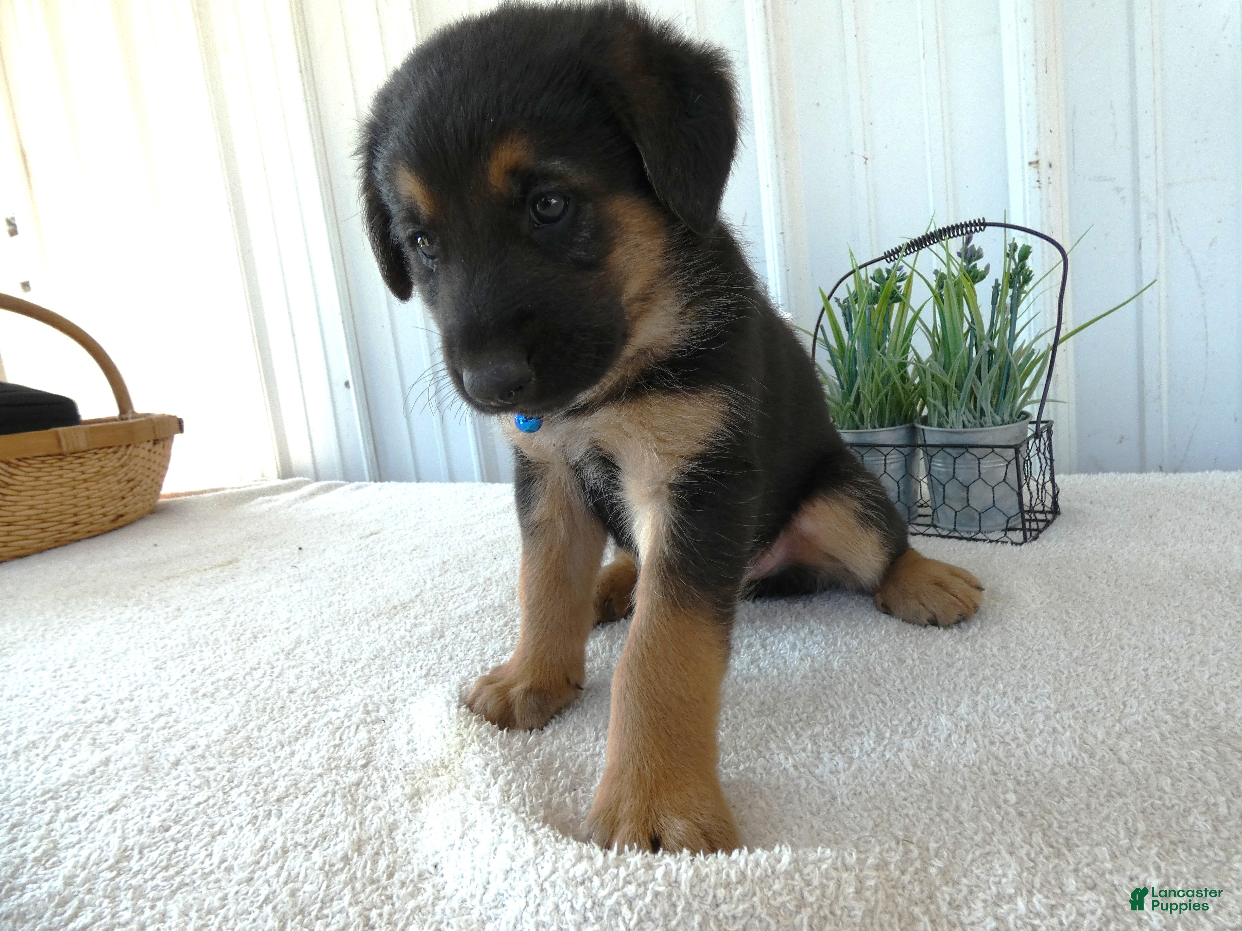 Mixed Breed dogs Mixed Breed 2 Zimba - Ad 13
