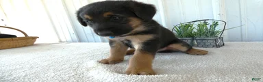 Mixed Breed 2 Zimba