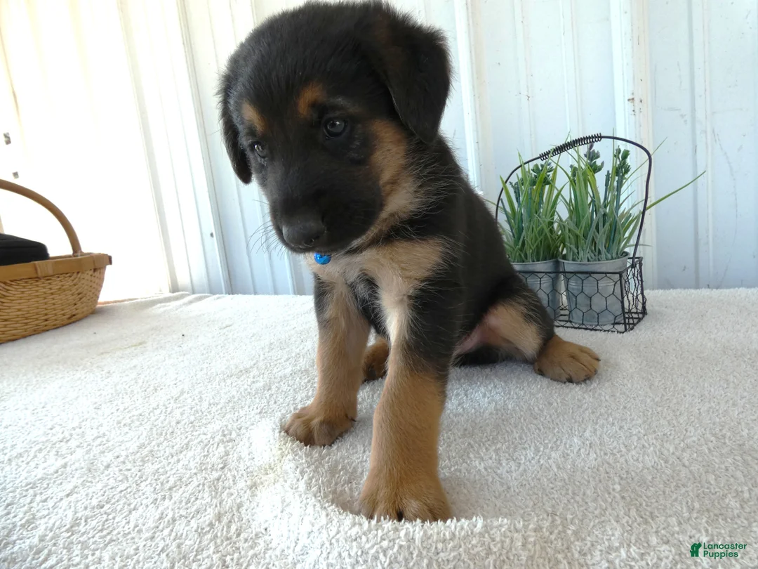 Mixed Breed dogs for sale: Mixed Breed 2 Zimba - Ad 1