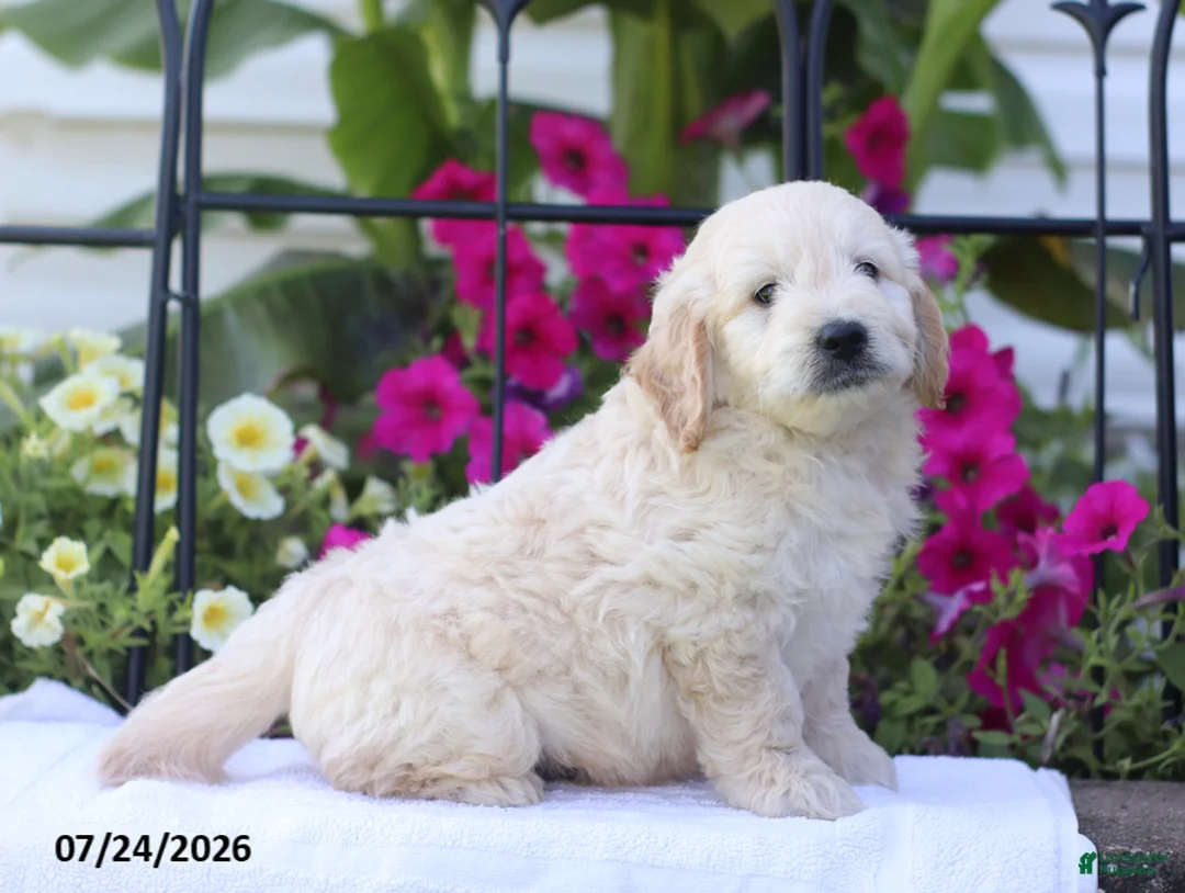 Mini Goldendoodle dogs for sale: Jared - Ad 1