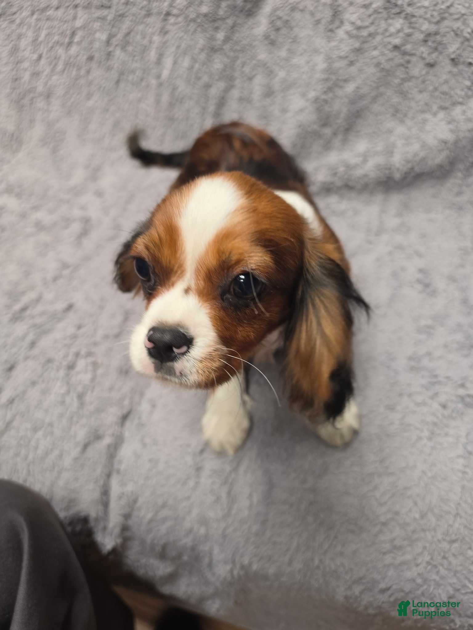 Cavalier King Charles Spaniel dogs Cavalier King Charles Spaniel 1 - Ad 7