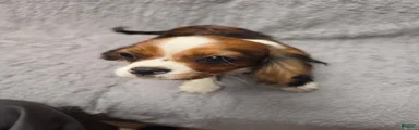 Cavalier King Charles Spaniel 1