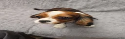 Cavalier King Charles Spaniel dogs for sale: Cavalier King Charles Spaniel 1 - Ad 1