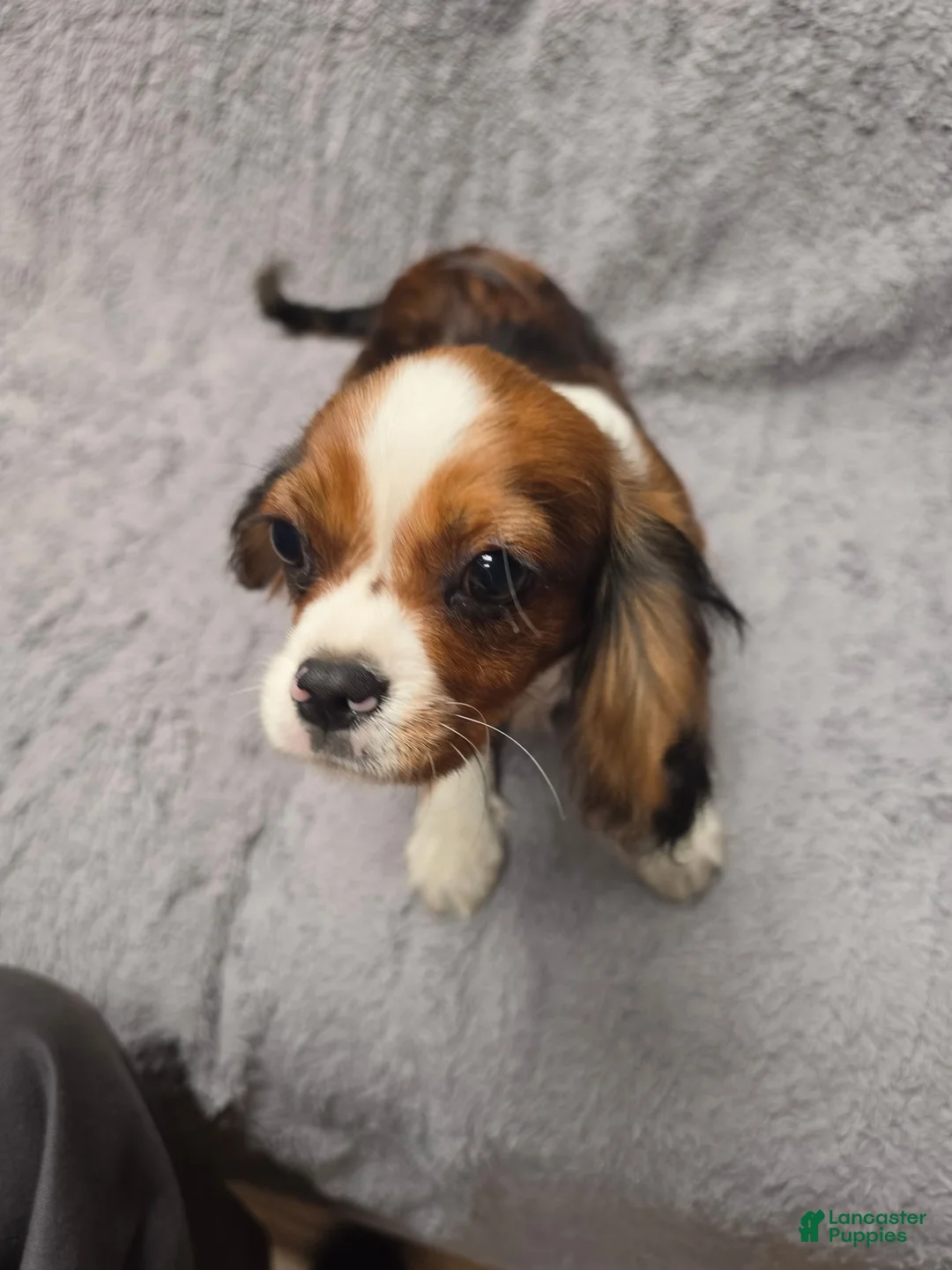 Cavalier King Charles Spaniel dogs for sale: Cavalier King Charles Spaniel 1 - Ad 1