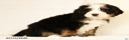 Bernedoodle dogs for sale: Rusty - Ad 4