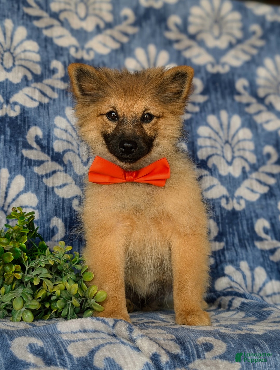 Pomeranian dogs for sale: Kegan - Ad 2