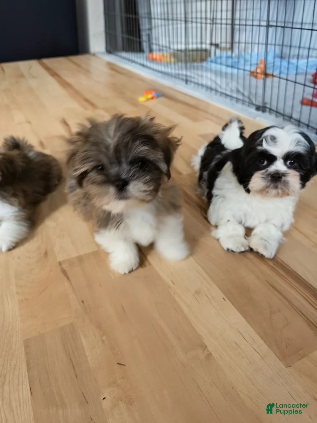 Lhasa Apso dogs for sale: Spice - Ad 2