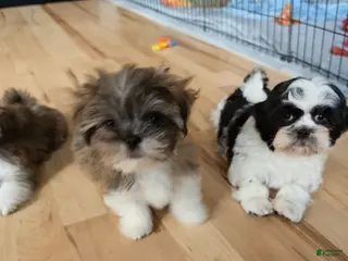 Lhasa Apso dogs for sale: Saffron - Ad 1