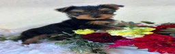 Yorkshire Terrier dogs for sale: DR Pepper - Ad 6