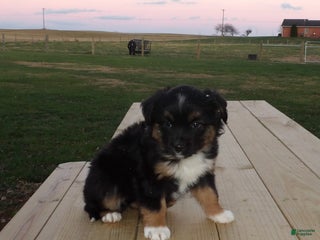 Miniature Australian Shepherd dogs Patsy - Ad 10