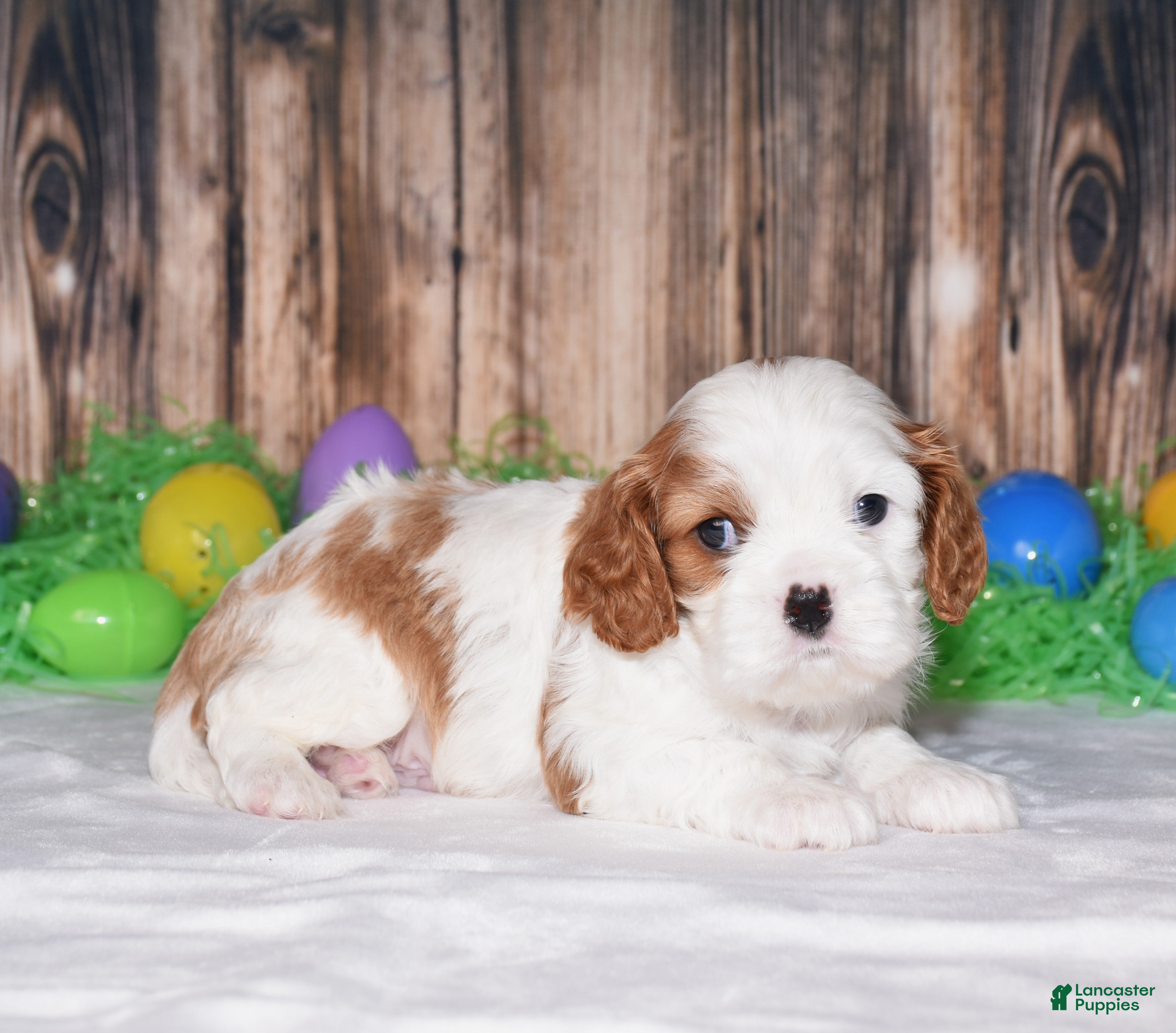 Cavalier King Charles Spaniel dogs for sale: Ninja - Ad 3