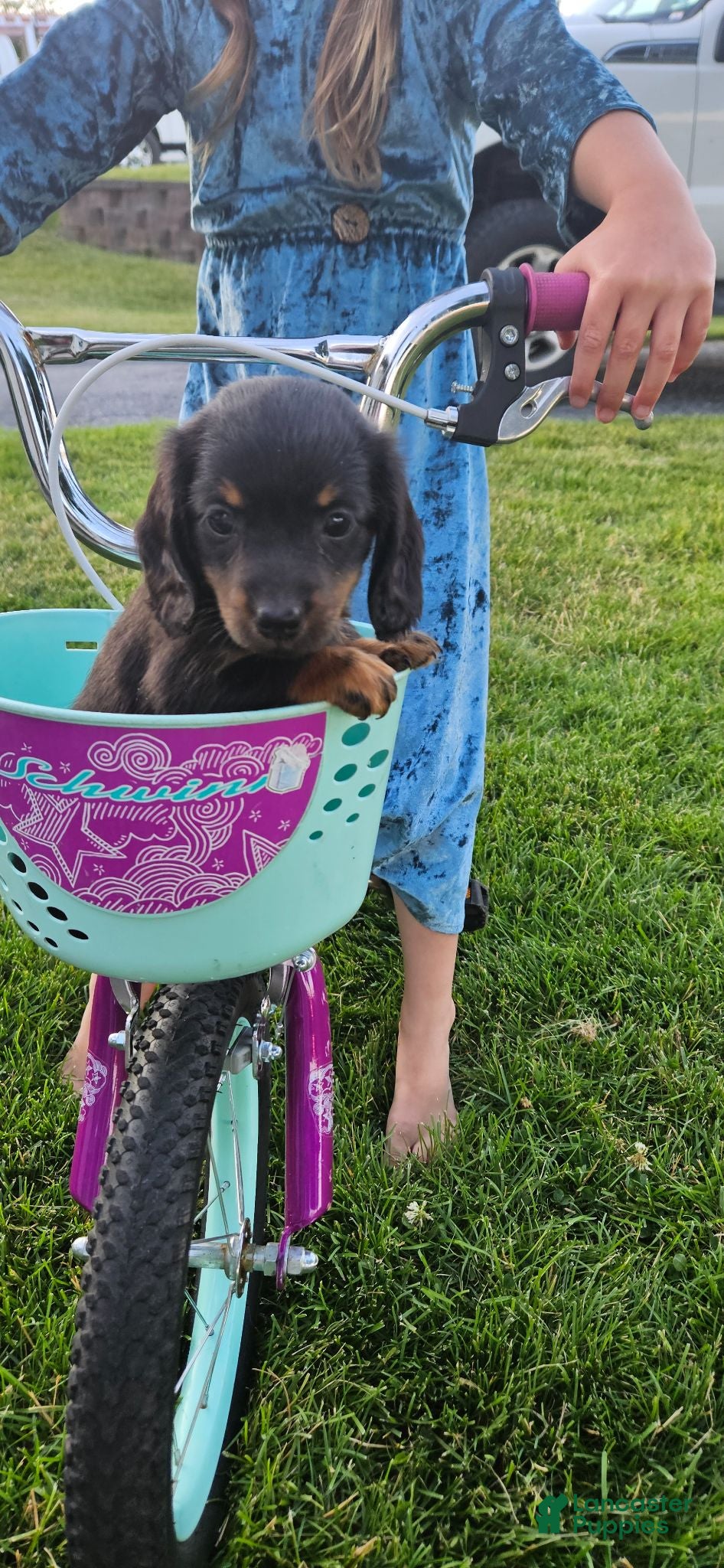Dachshund dogs PIXIE - Ad 2