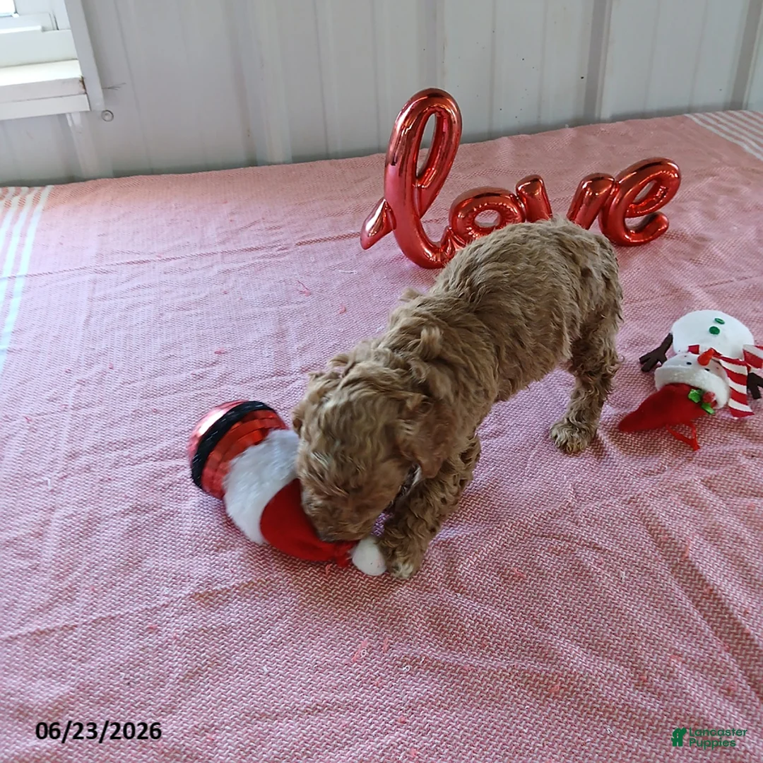 Maltipoo dogs for sale: Lucky - Ad 1