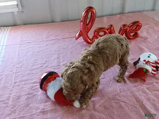 Maltipoo dogs Lucky - Ad 1