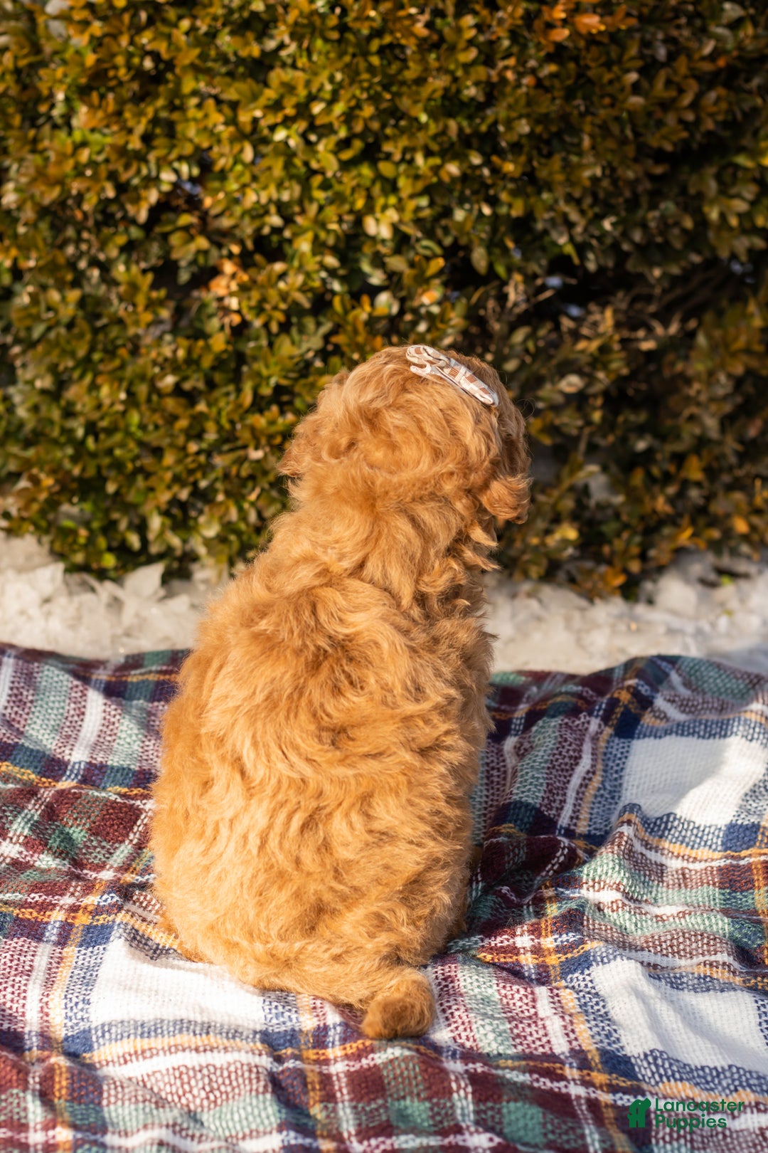 Miniature Labradoodle dogs for sale: Miniature Labradoodle Puppy 1 - Ad 6