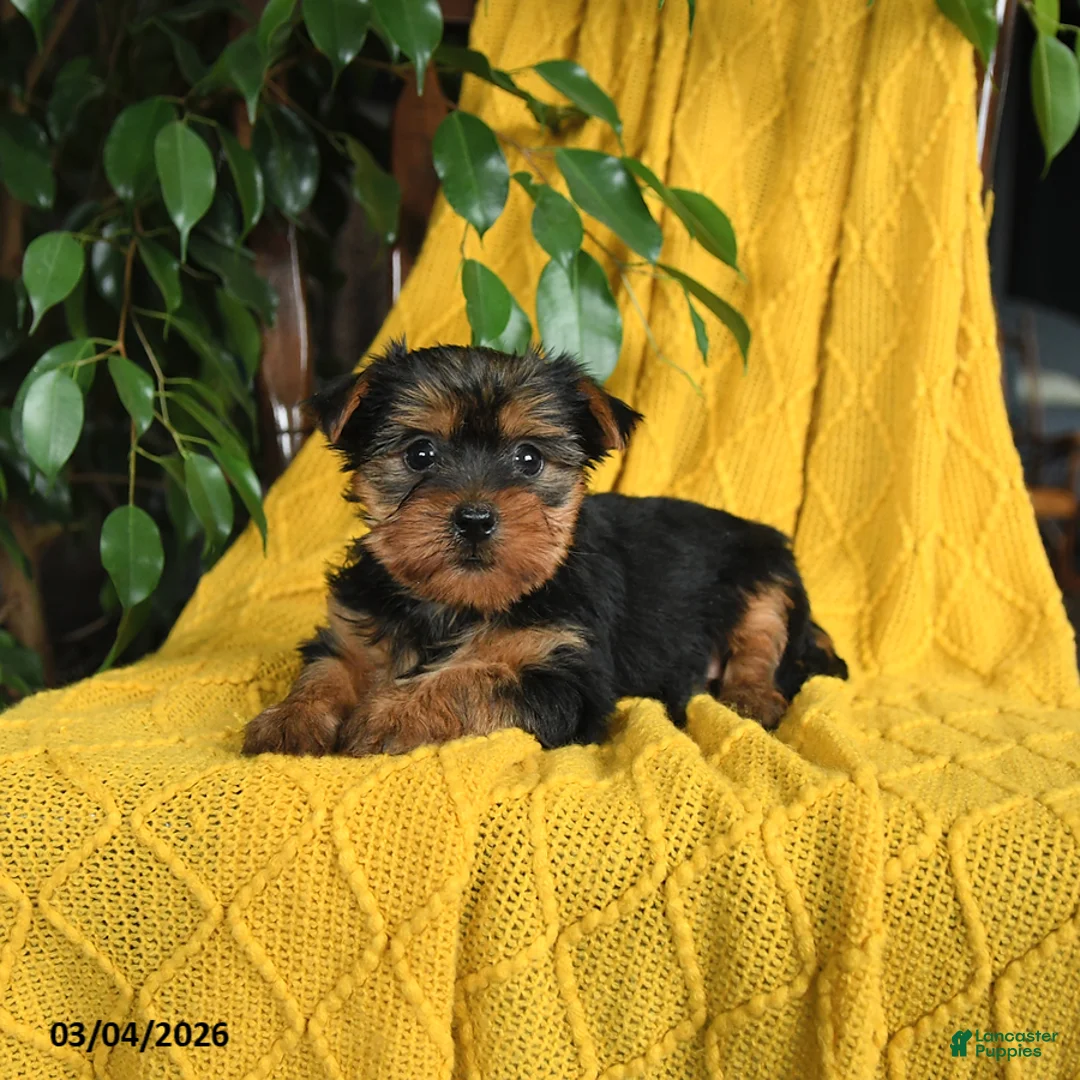 Yorkshire Terrier dogs for sale: Nutmeg - Ad 2